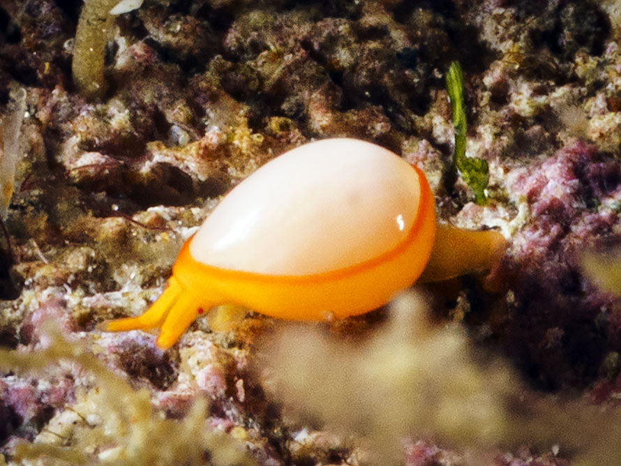 Cystiscus minutissimus